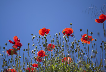 Flora of Gran Canaria - red poppy