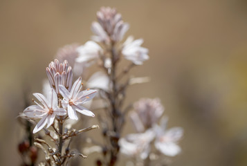 Flora of Gran Canaria - Asphodelus ramosus