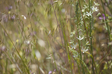 Flora of Gran Canaria - Ornithogalum