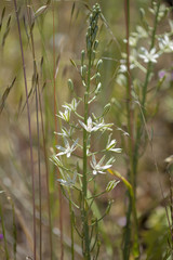 Flora of Gran Canaria - Ornithogalum