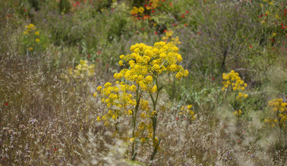 Flora of Gran Canaria - Ferula linkii