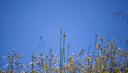 Obraz premium Flora of Gran Canaria - Allium ampeloprasum