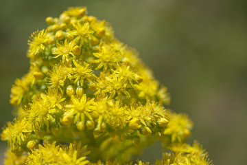 Flora of Gran Canaria -  Aeonium arboreum