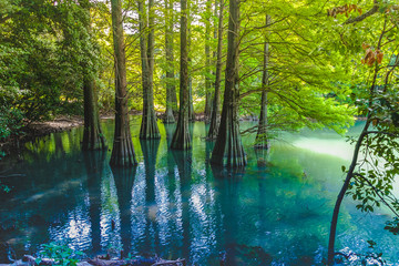 落羽松 Bald Cypress