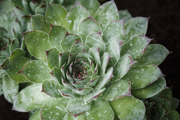 Houseleek, close-up of green pointed leaves covered with dew