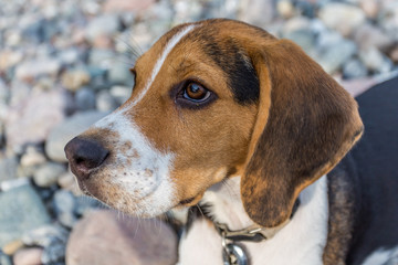 Beagle