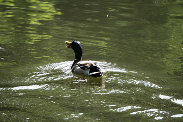 Ducks Pond