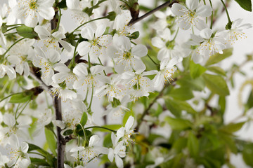 beautiful flowers on the branches of a flowering tree