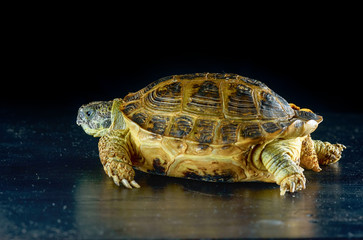 turtle crawls on a wooden surface on a black background