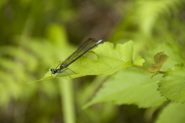 とんぼ　dragonfly
