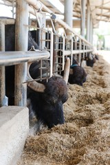 The buffalos in a farm in Italy that produces mozarella