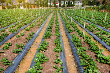 Fresh organic strawberries growing on the plantation on a sunny day