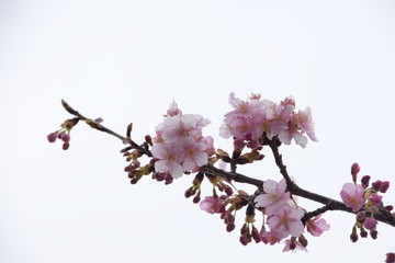 Japanese cherry blossoms