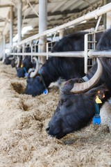 The buffalos in a farm in Italy that produces mozarella