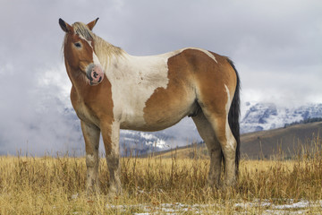 pinto ranch horse standing in grassy pasture with snow; Wyoming mountains