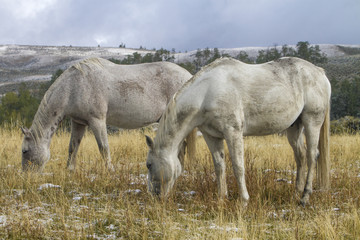 Obraz premium two white ranch horses grazing in grassy pasture with snow; Wyoming mountains