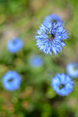 Nigella damascena flowering plant with different shades of blue flowers in flowerbed