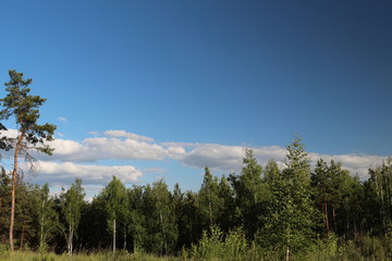 White clouds above the forest