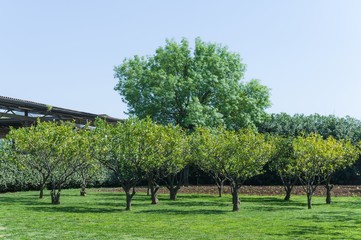 Fototapeta na wymiar The lemon garden on a farm in italy