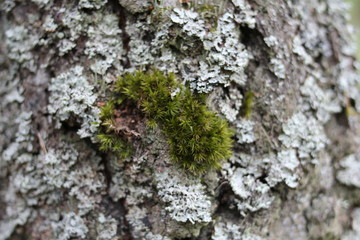 Green moss