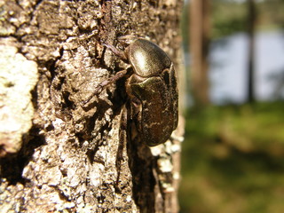 Netocia lugubris (rose chafer) beetle