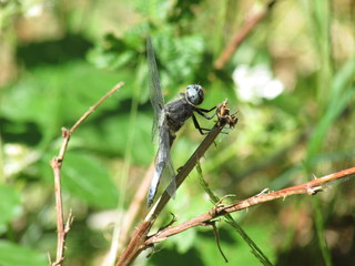Tired dragonfly
