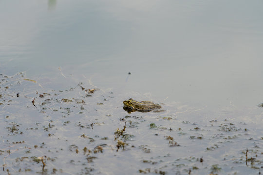 Frosch am Froschteich