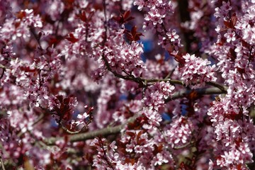 Fototapeta premium Bloodplum Blossoms
