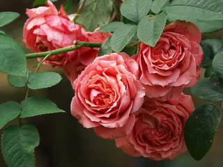 晩秋に咲く紅い薔薇