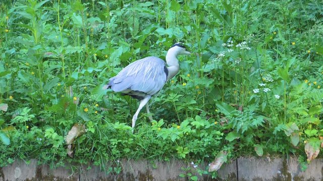 Slowmotion Heron Walking Around  180p Full HD visual Resource
