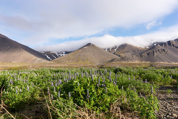 Iceland landscape with mountains and lupine flowers field