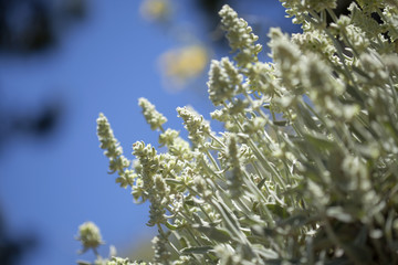 Flora of Gran Canaria -  Sideritis dasygnaphala