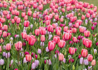 Abstract background . Colorful tulips flowers blooming in a park