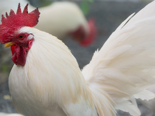 Bantam Standing peacefully