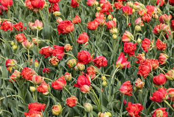 Abstract background . Colorful tulips flowers blooming in a park