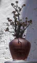 outdoor decor - jade plant © Tamara Kulikova