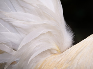 Obraz premium Tail Feathers of The Bantam