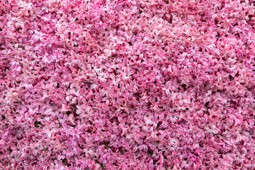 Abstract background . Close-up of pink hyacinths flowers