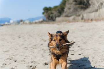 Dog running on the beach with a stick, Paestum beach.