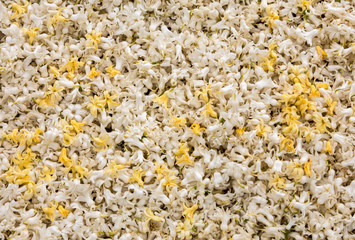 Abstract background . Close-up of white and yellow hyacinths flowers