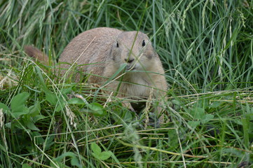 Prairie dog in the grass