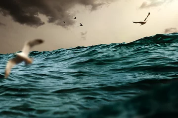Fotobehang Stormachtige zee en meeuwen © chrisre