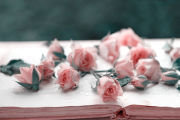 several pink roses between pages of a book on the background of foliage
