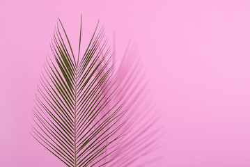 Palm leave on pastel pink background. Flat lay.