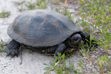 Turtle. The tortoise walks on the ground. European pond turtle.