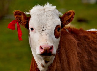 Russia. The South Of Western Siberia. Free pastures in the valleys of the Altai Mountains