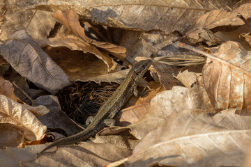 Small lizard on the forest ground