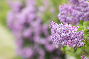 Purple flowers growing on lilac blooming shrub in park.