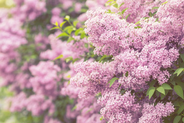 Fototapeta premium Purple flowers growing on lilac blooming shrub in park.