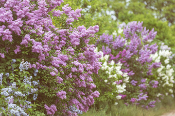Purple flowers growing on lilac blooming shrub in park.